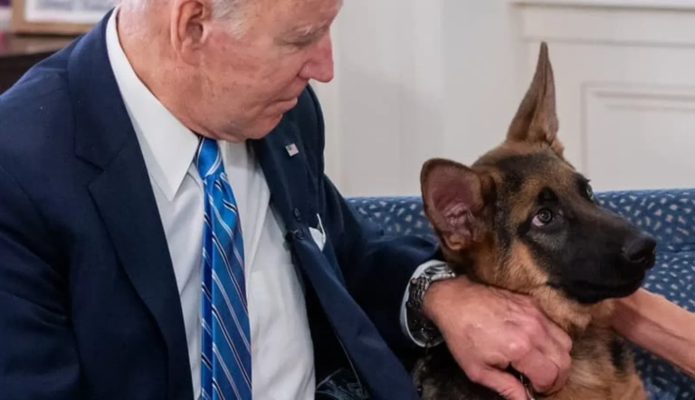 سي أن أن تعد تقريرا حول الأضرار التي سببها كلب بايدن في البيت الأبيض