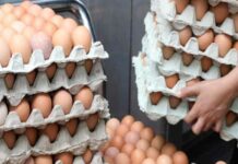 بيض تونس في أزمة خانقة.. 5 أشهر من الخسائر والمنتجون يحذّرون من الانهيار