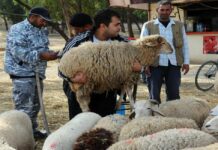 صادمة أسعار أضاحي العيد.. من 800 إلى 2500 دينار تُثقل كاهل التونسيين! عيد الإضحى