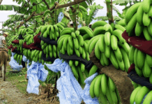 من المزرعة إلى المائدة:صناعة الموز في العالم — Espace Annonceur