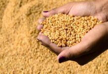 صابة الحبوب.. وزير الفلاحة بين حساب الحقل وحساب البيدر