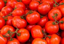 لماذا ترجعت صابة الطماطم