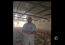 مربّو الدواجن يواجهون خطر الانهيار.. حرارة قياسية وانقطاعات الكهرباء تضاعف الخسائر