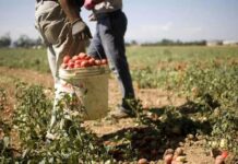 «المافيا الزراعية» في إيطاليا.. هل يدفع التونسيون ثمن غذاء «صُنع في إيطاليا»؟