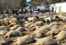 نفوق أكثر من 150 رأسًا في المتلوي: هل تسممت الأغنام والماعز بمياه ملوثة بفضلات الفسفاط؟ أرشيف